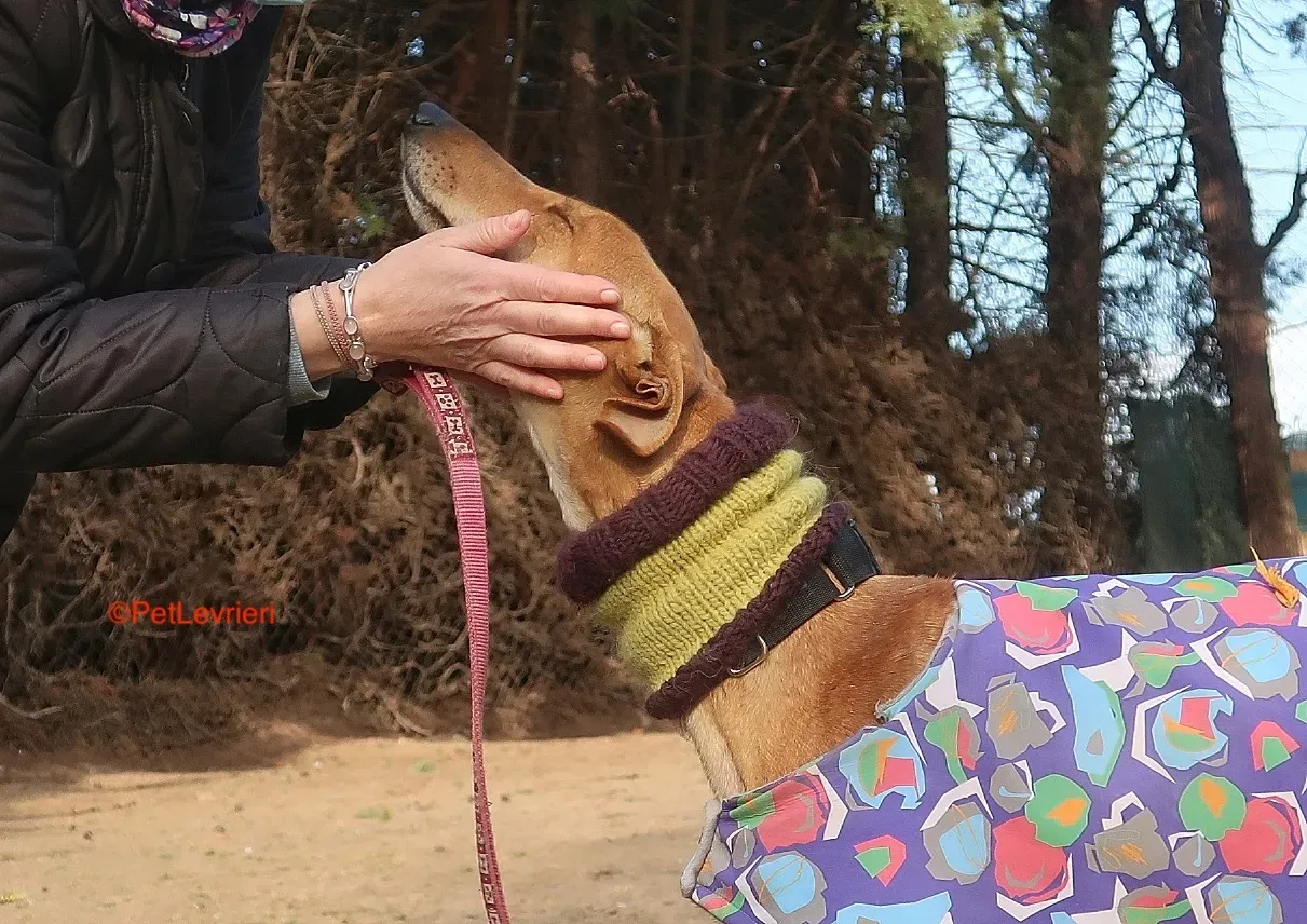 Carrasco adozione levrieri galgo 15