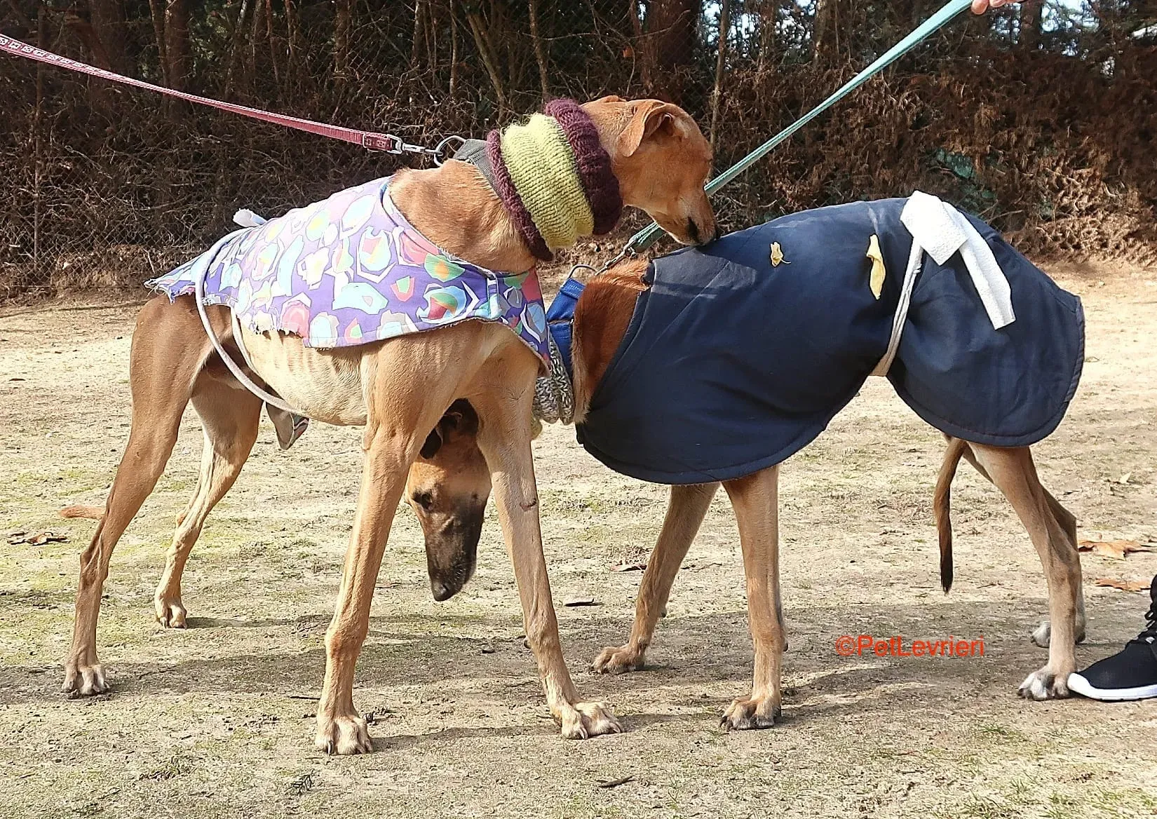 Carrasco adozione levrieri galgo 16