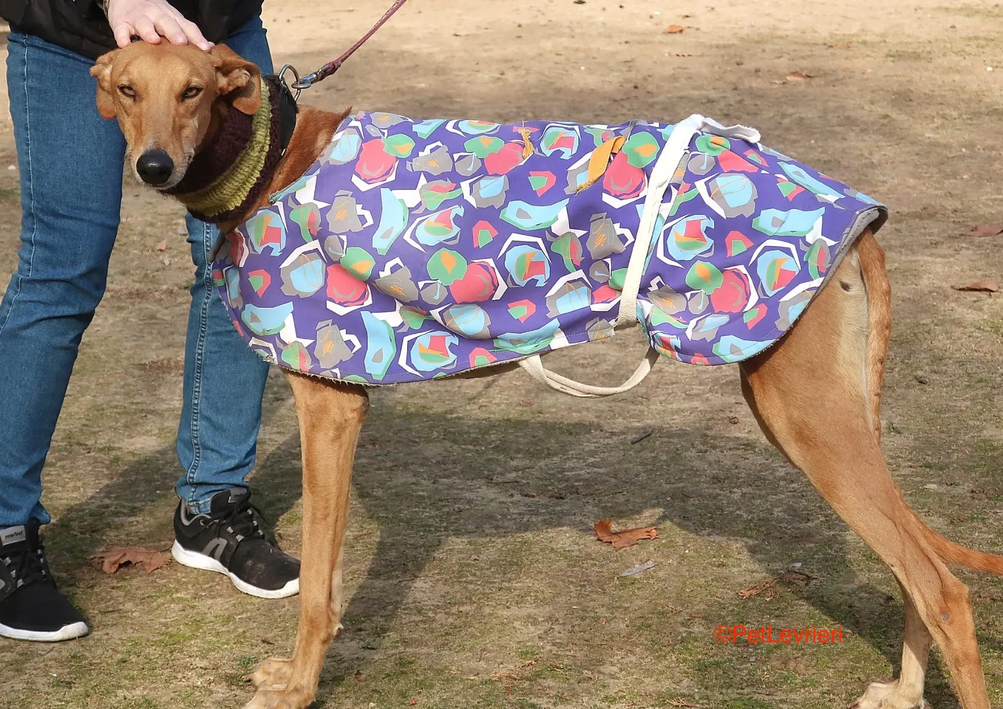 Carrasco adozione levrieri galgo 2