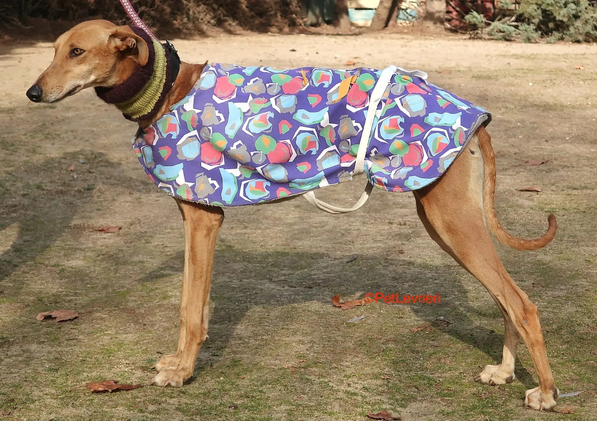 Carrasco adozione levrieri galgo 3