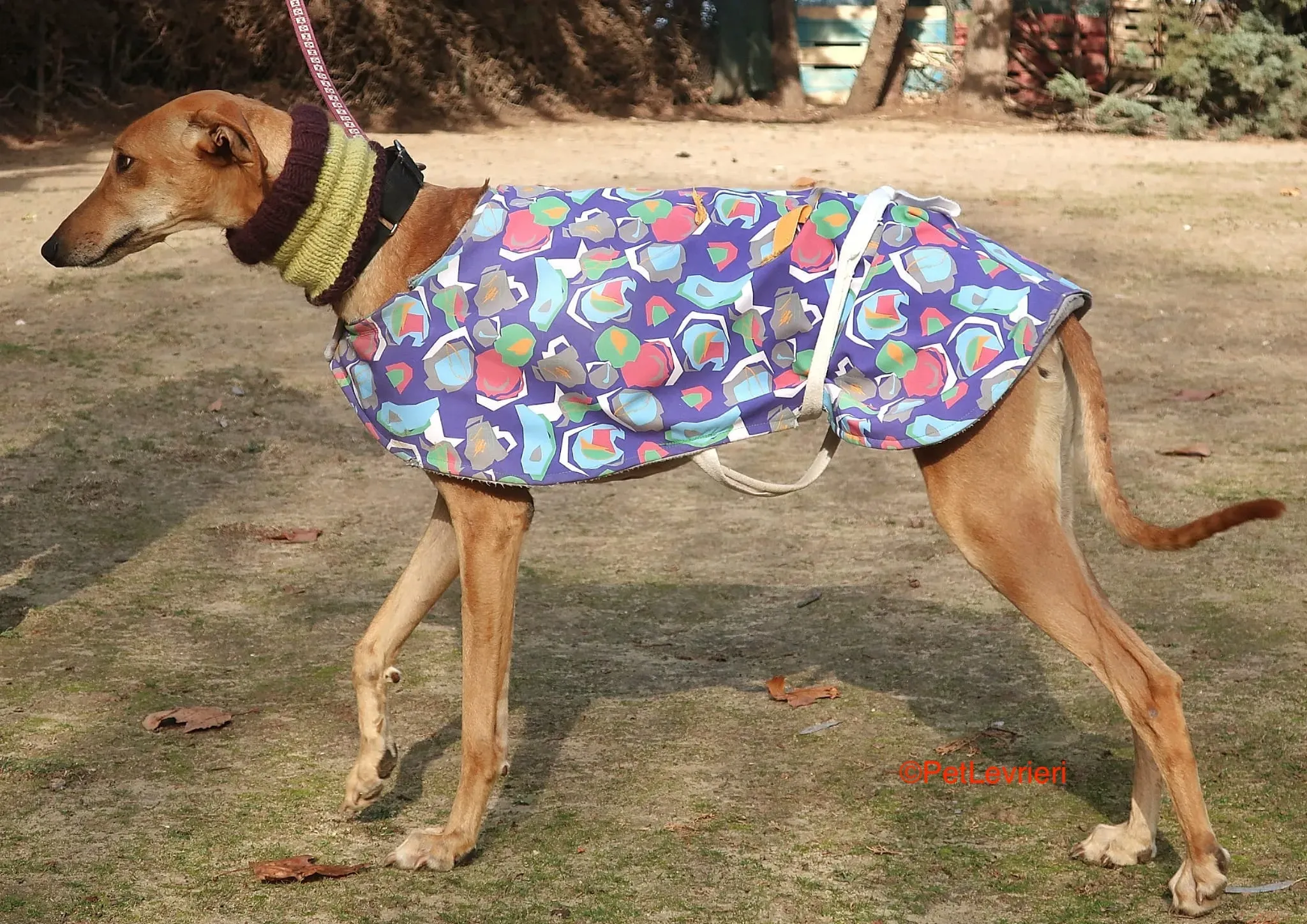 Carrasco adozione levrieri galgo 4