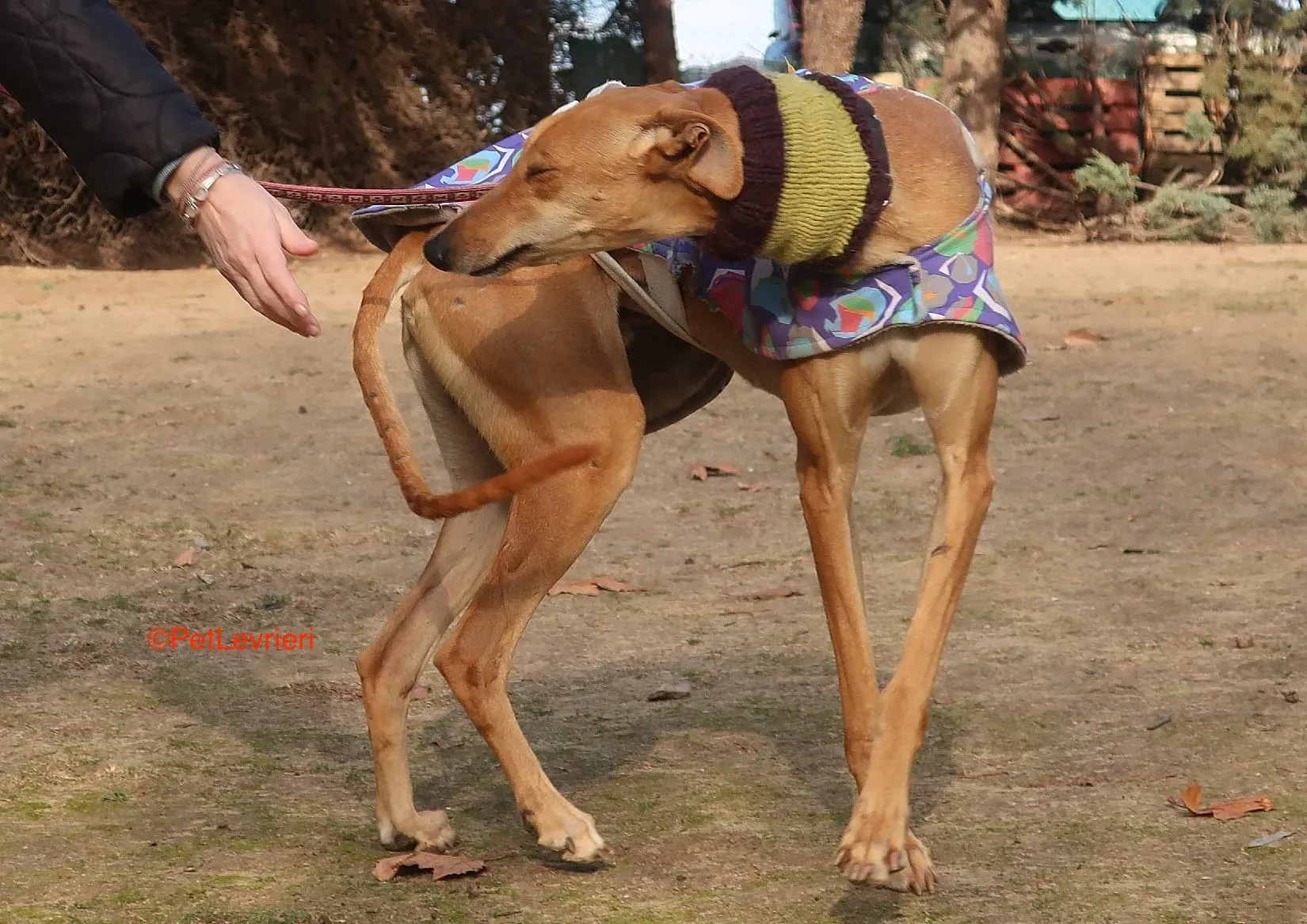 Carrasco adozione levrieri galgo 5