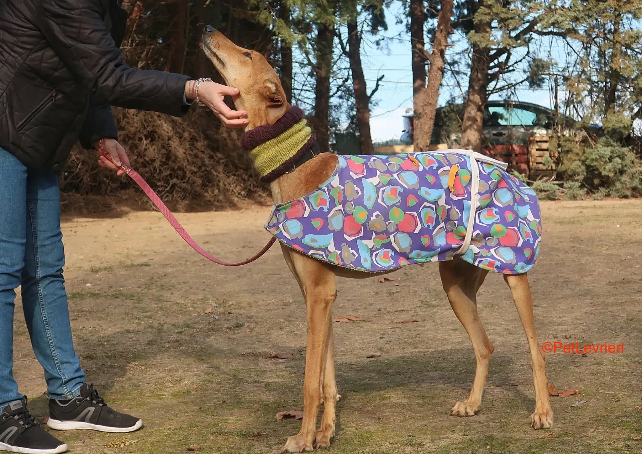 Carrasco adozione levrieri galgo 6