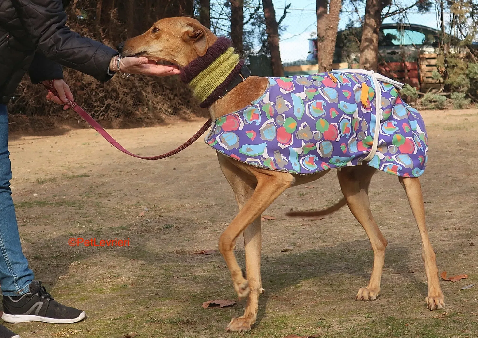 Carrasco adozione levrieri galgo 7