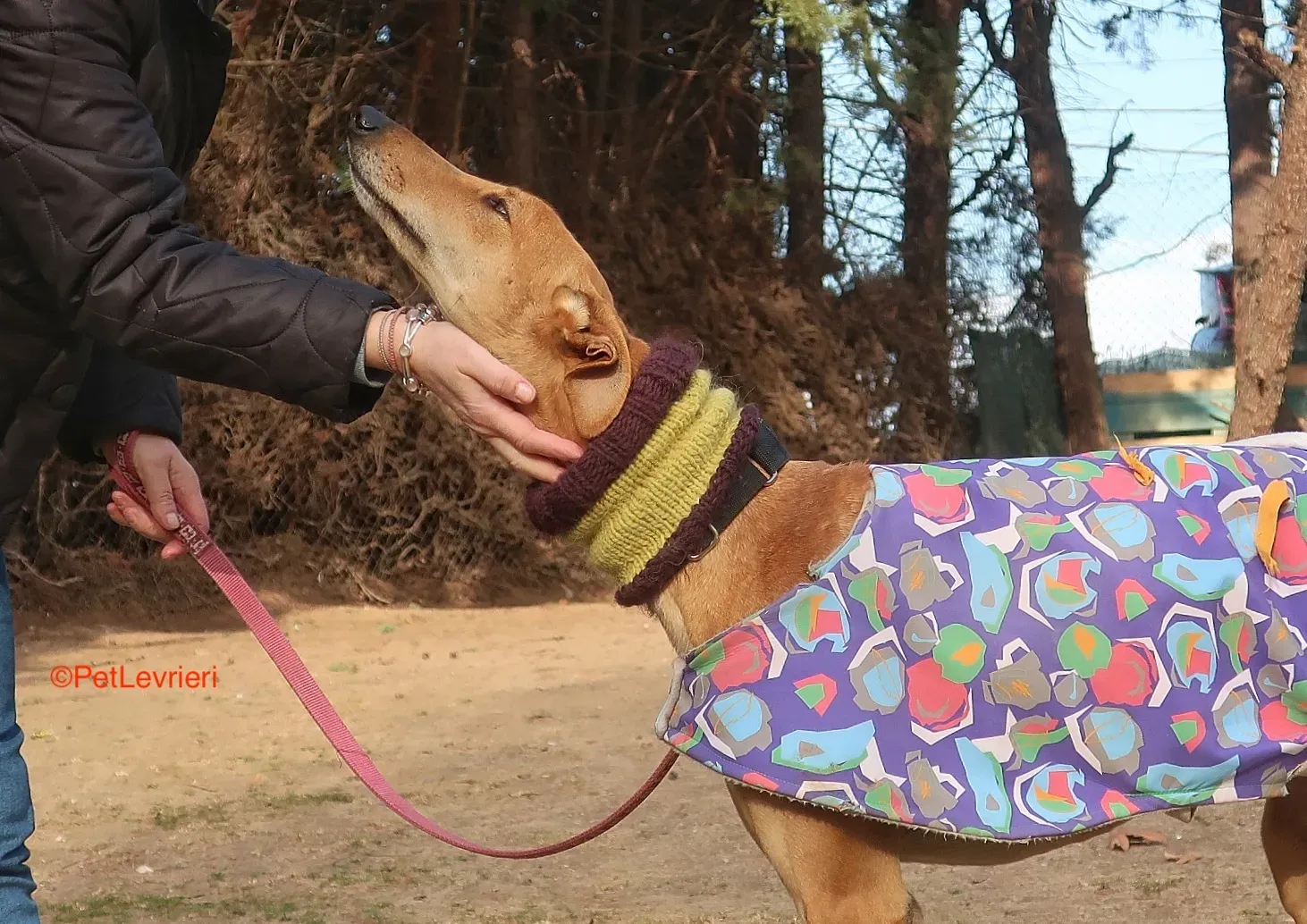 Carrasco adozione levrieri galgo 8