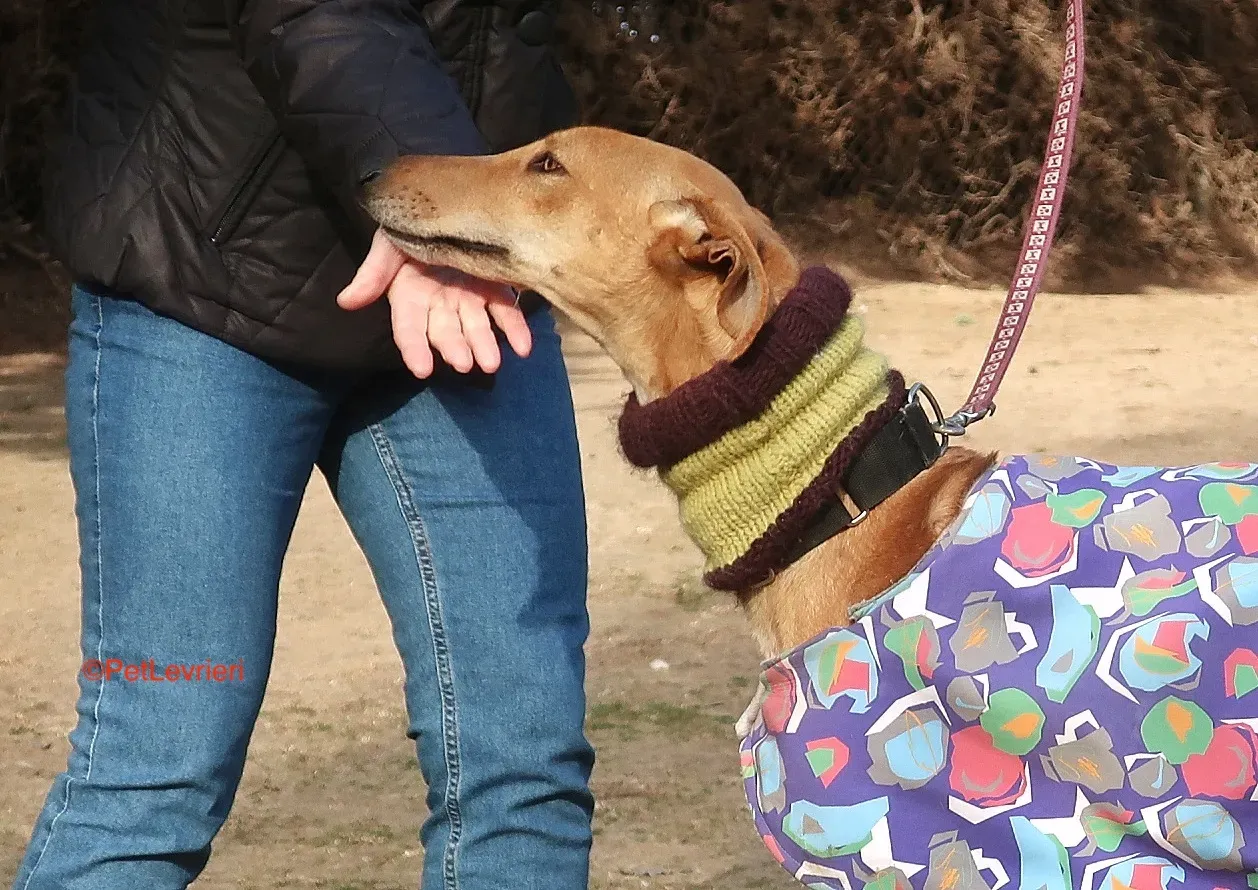 Carrasco adozione levrieri galgo 9