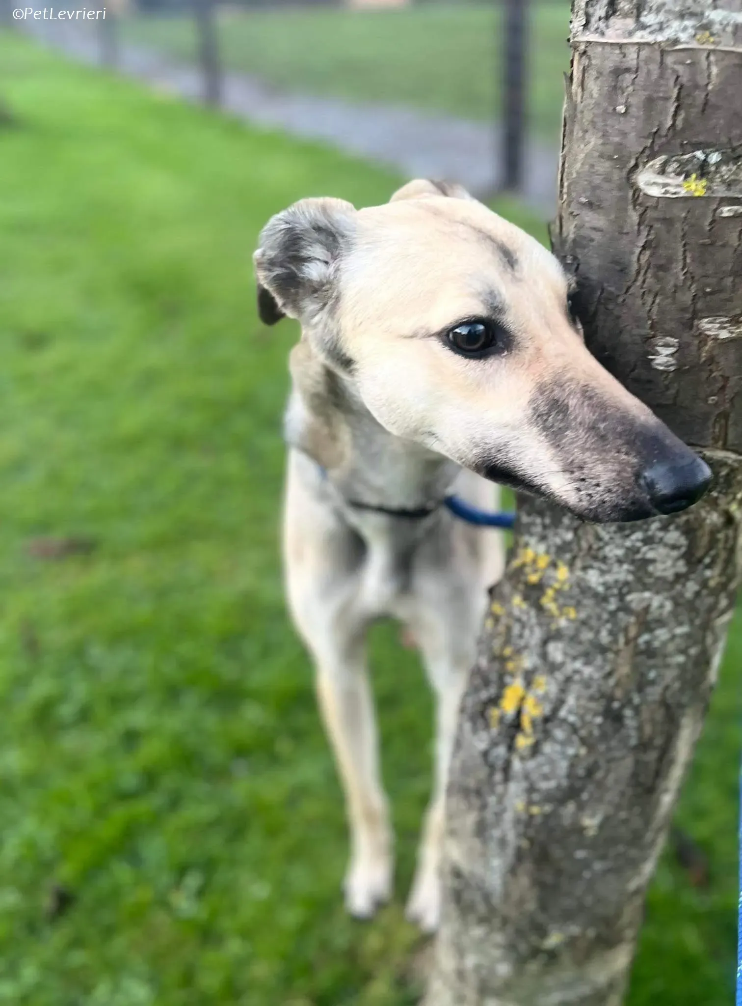 Carrie adozione levrieri greyhound 1