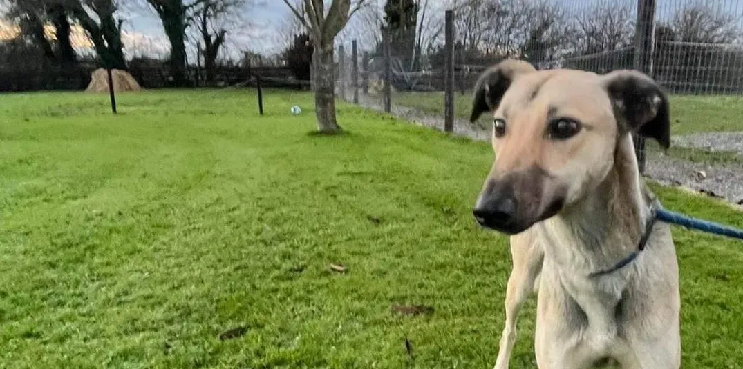 Carrie adozione levrieri greyhound 2 e1703061669802