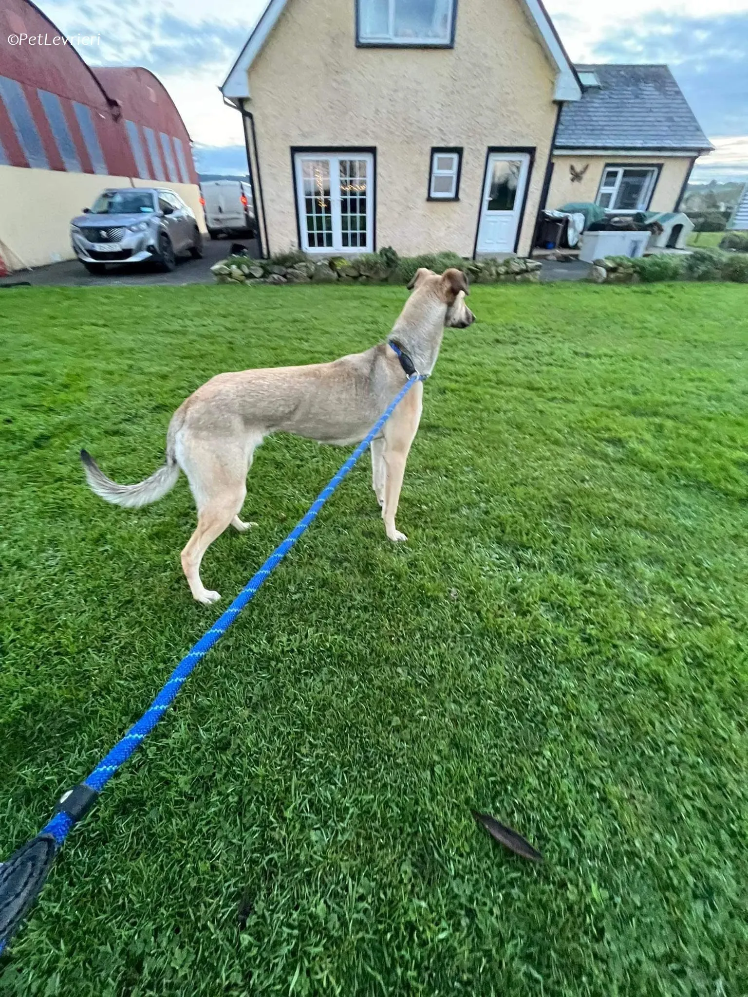 Carrie adozione levrieri greyhound 3