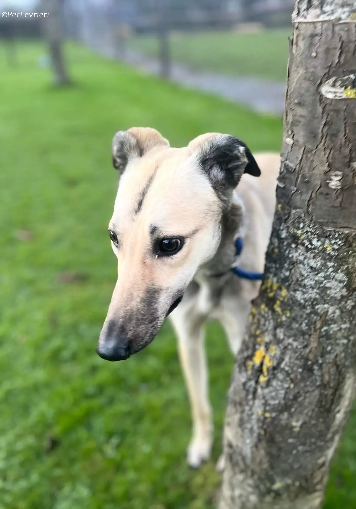 Carrie adozione levrieri greyhound 4