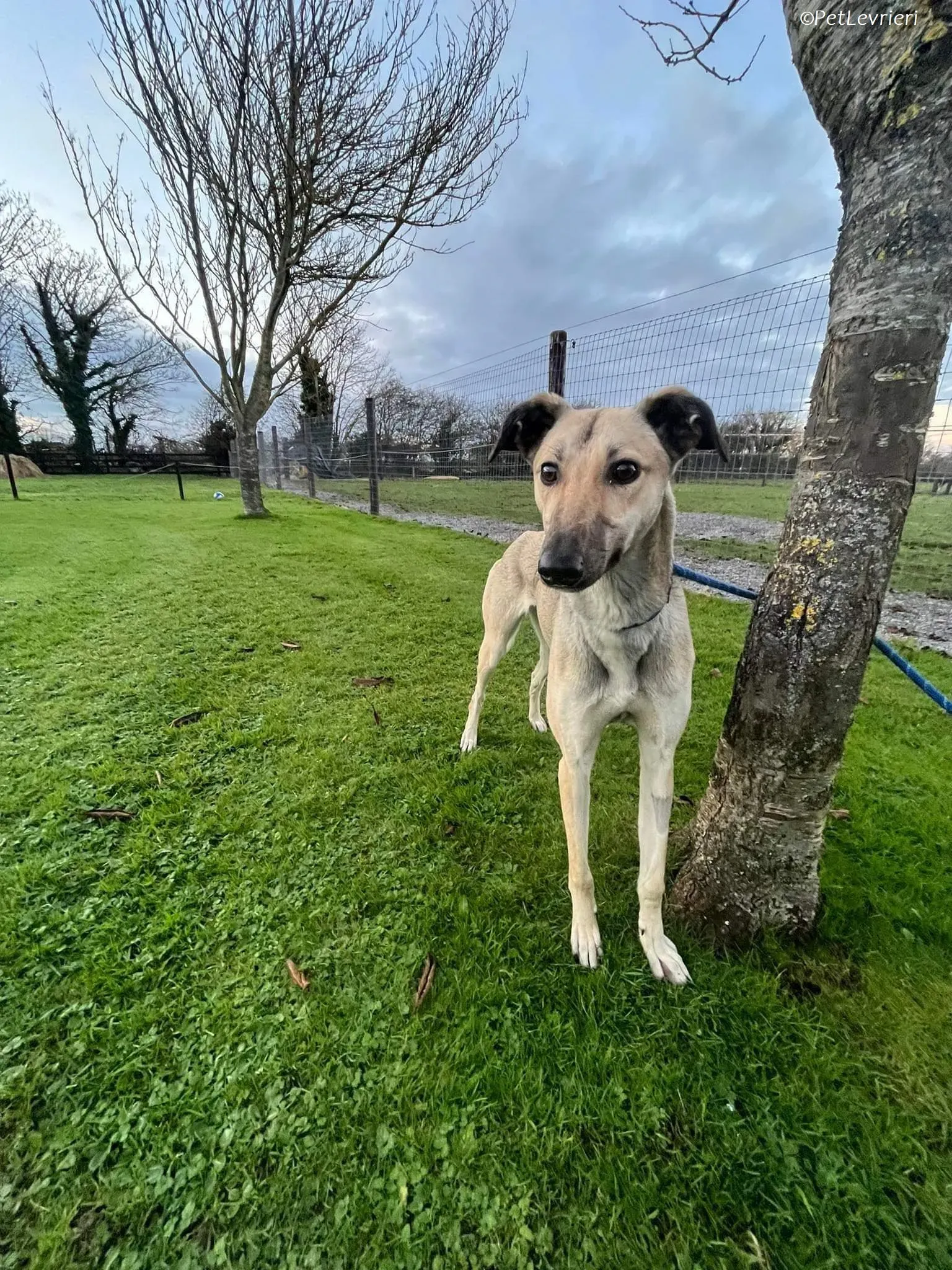 Carrie adozione levrieri greyhound 5