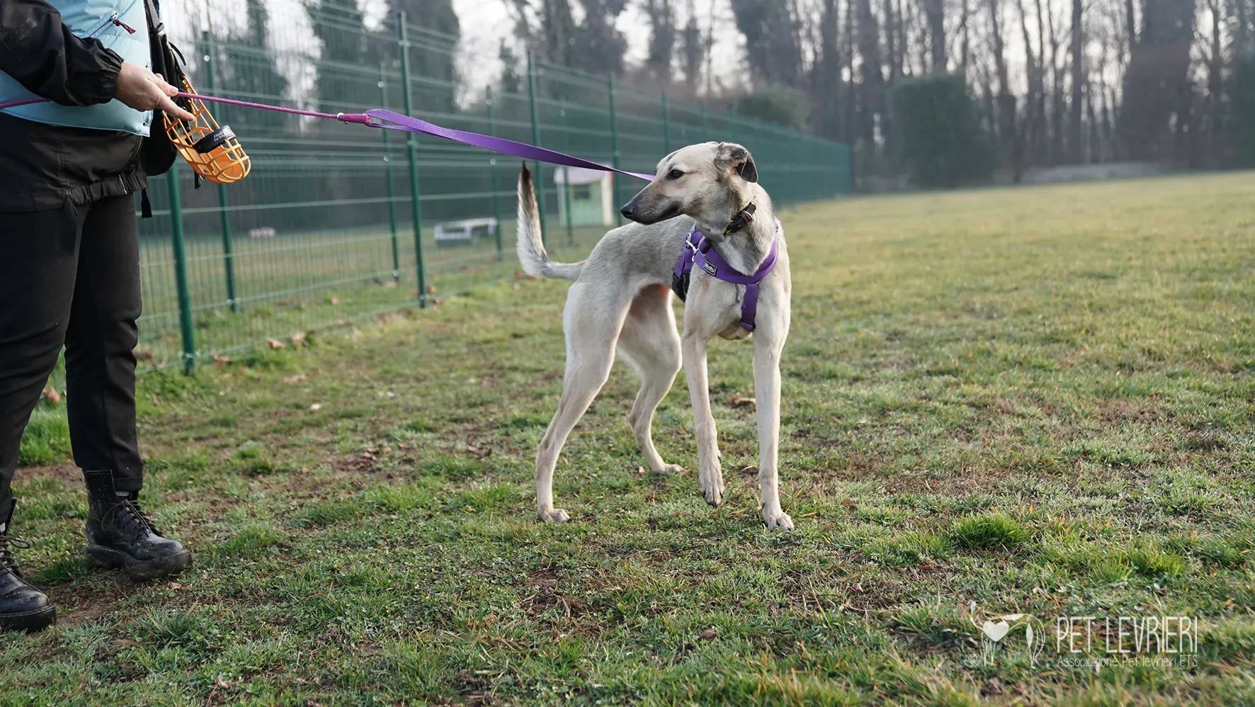 Carrie greyhound femmina adozione 17febbraio 24 33