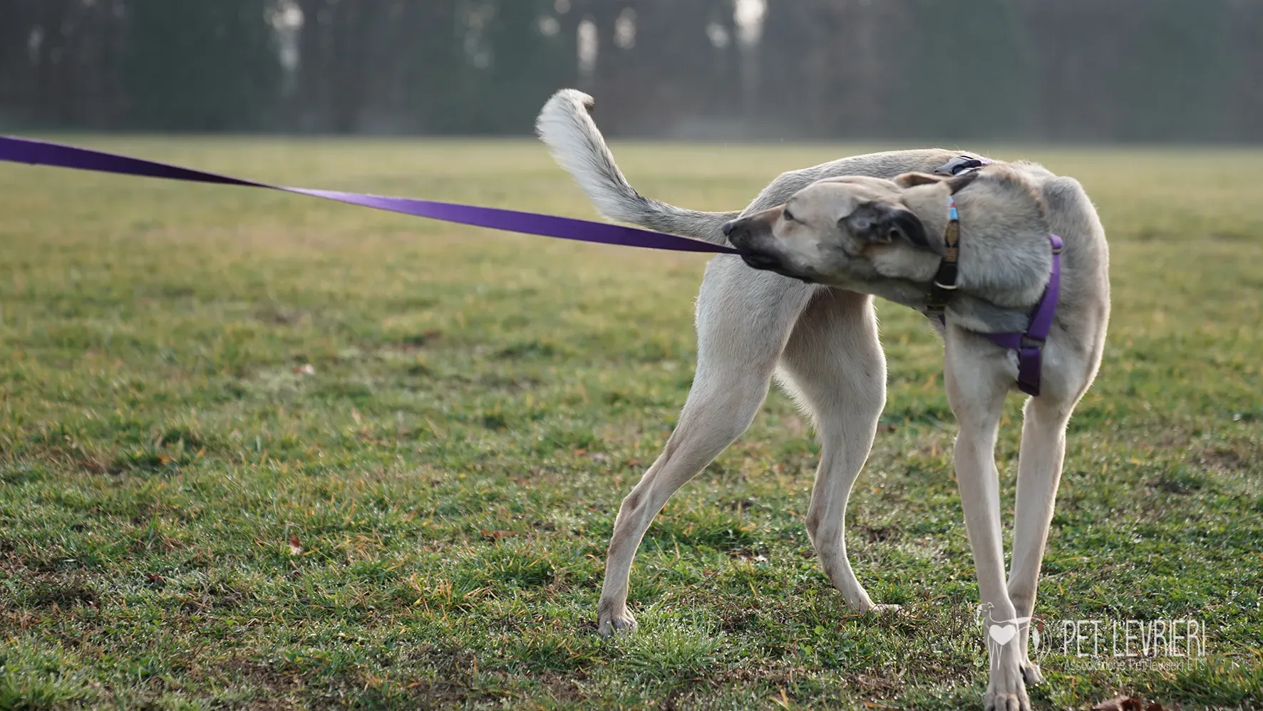 Carrie greyhound femmina adozione 17febbraio 24 34