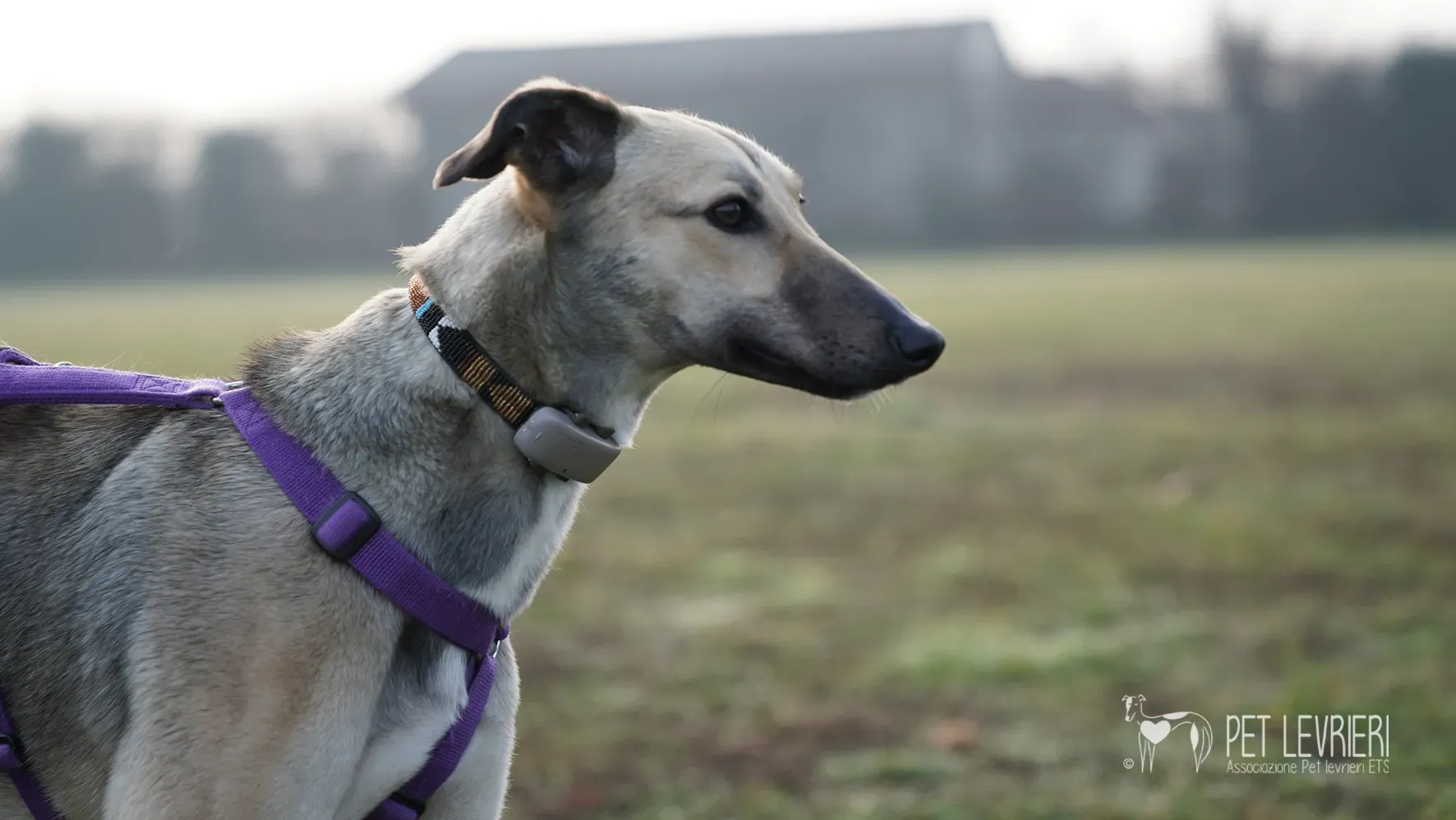 Carrie greyhound femmina adozione 17febbraio 24 35