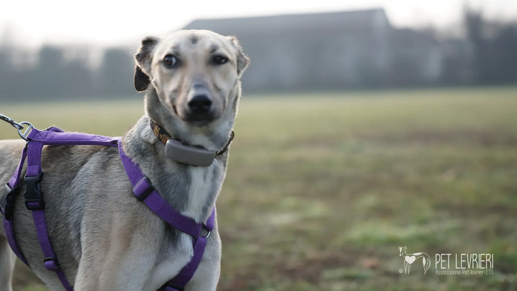 Carrie greyhound femmina adozione 17febbraio 24 36