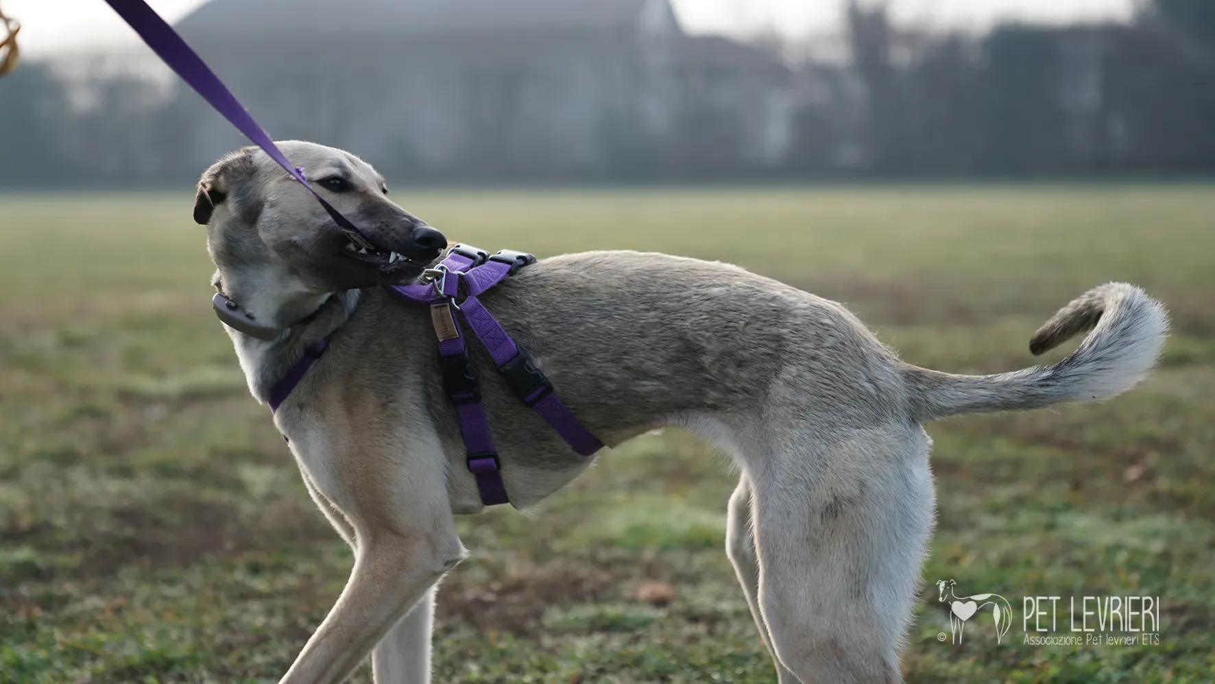 Carrie greyhound femmina adozione 17febbraio 24 37