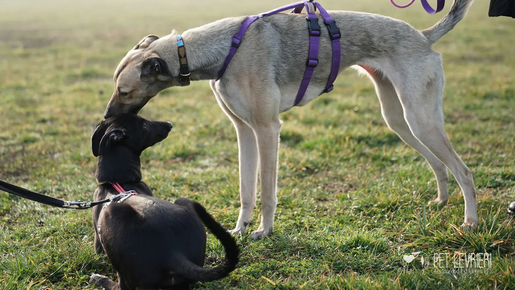 Carrie greyhound femmina adozione 17febbraio 24 38