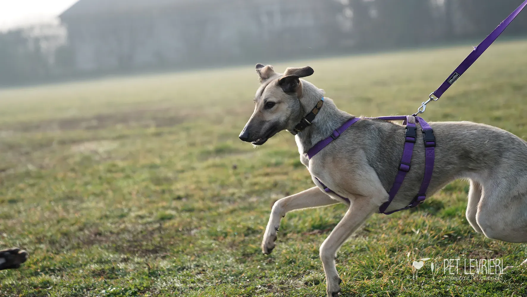 Carrie greyhound femmina adozione 17febbraio 24 39