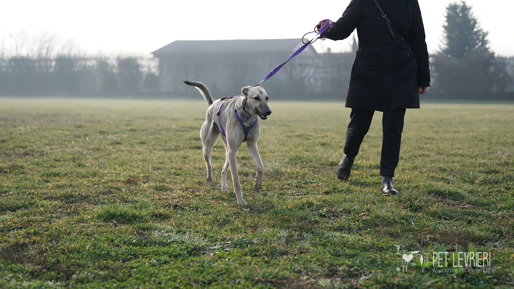 Carrie greyhound femmina adozione 17febbraio 24 40