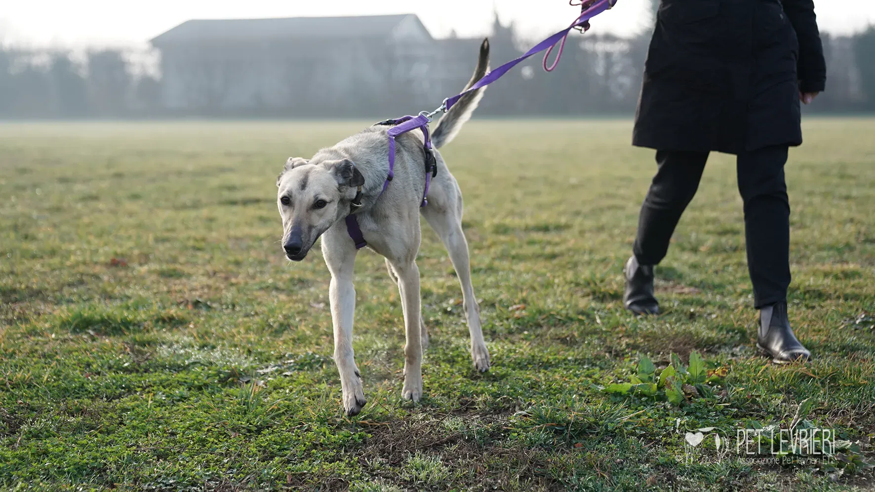 Carrie greyhound femmina adozione 17febbraio 24 41