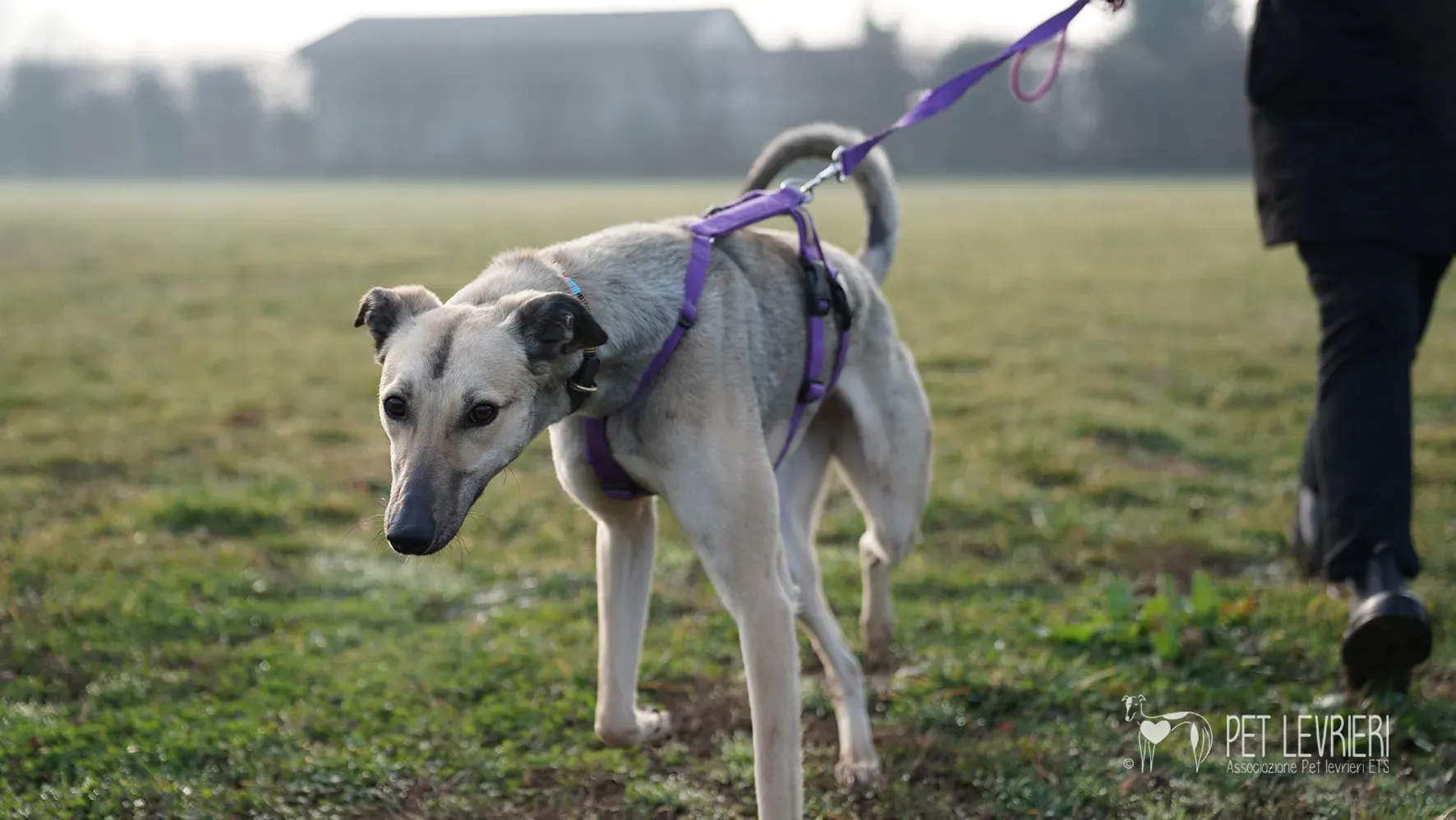 Carrie greyhound femmina adozione 17febbraio 24 42