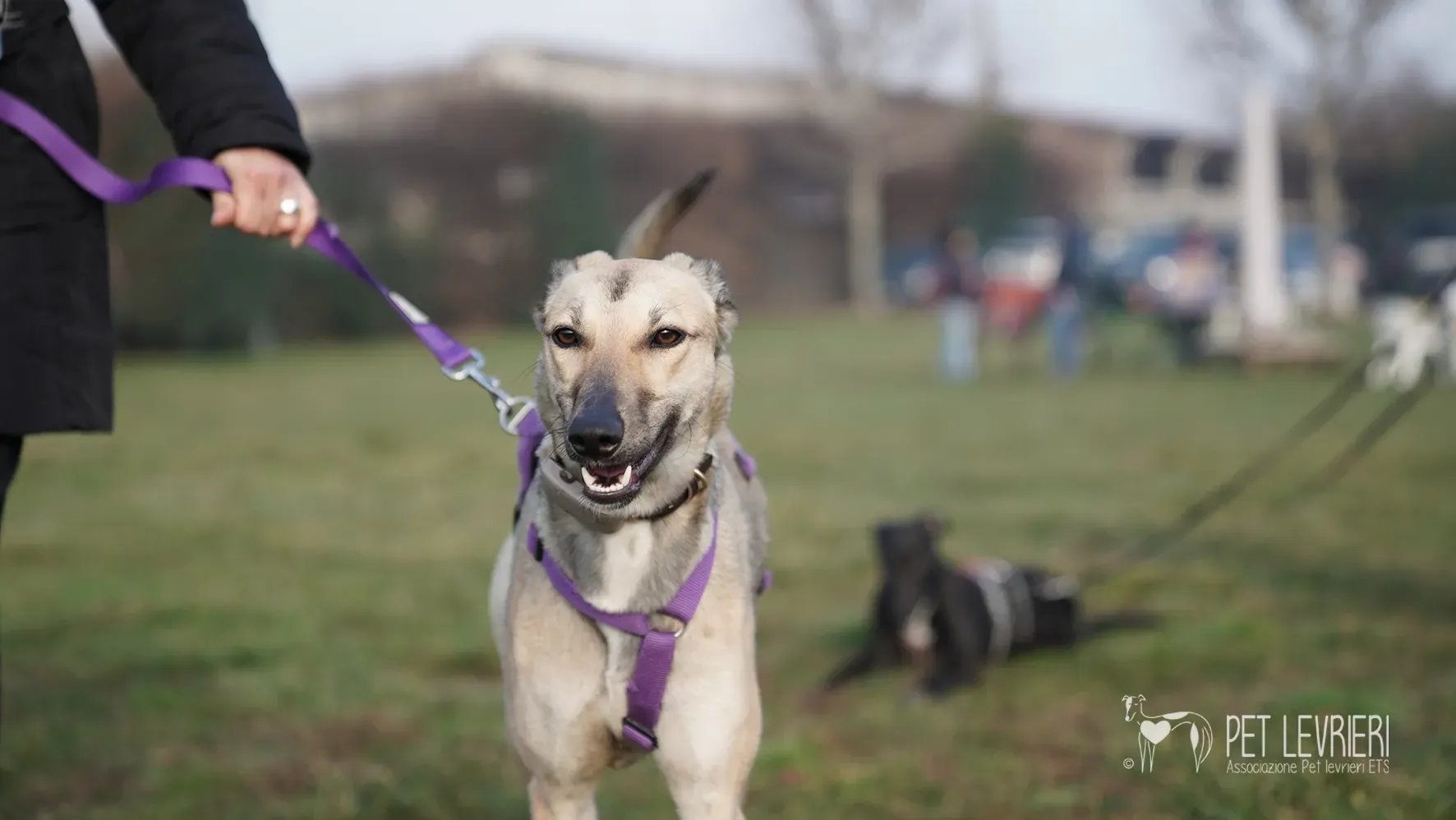 Carrie greyhound femmina adozione 17febbraio 24 44
