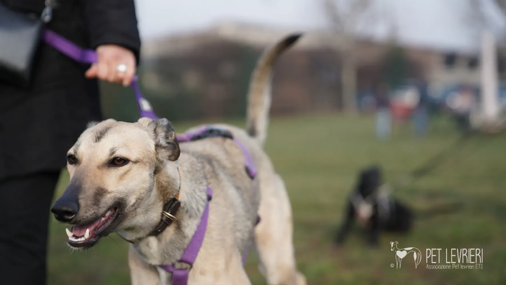 Carrie greyhound femmina adozione 17febbraio 24 45
