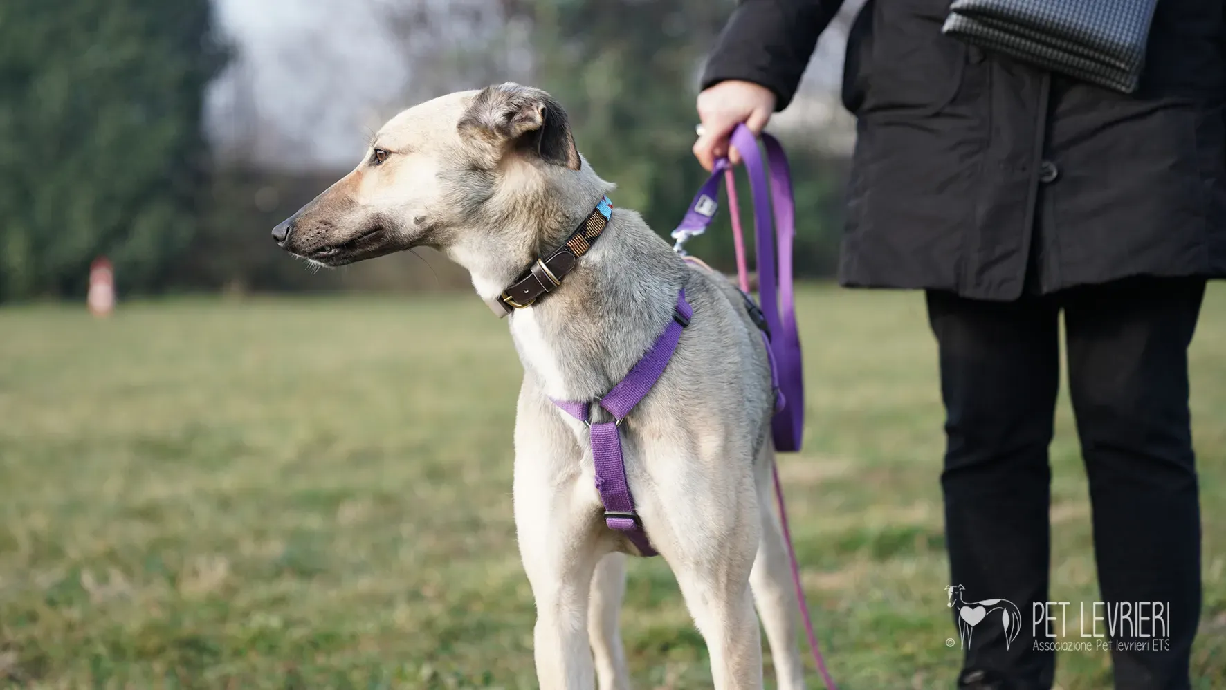 Carrie greyhound femmina adozione 17febbraio 24 46