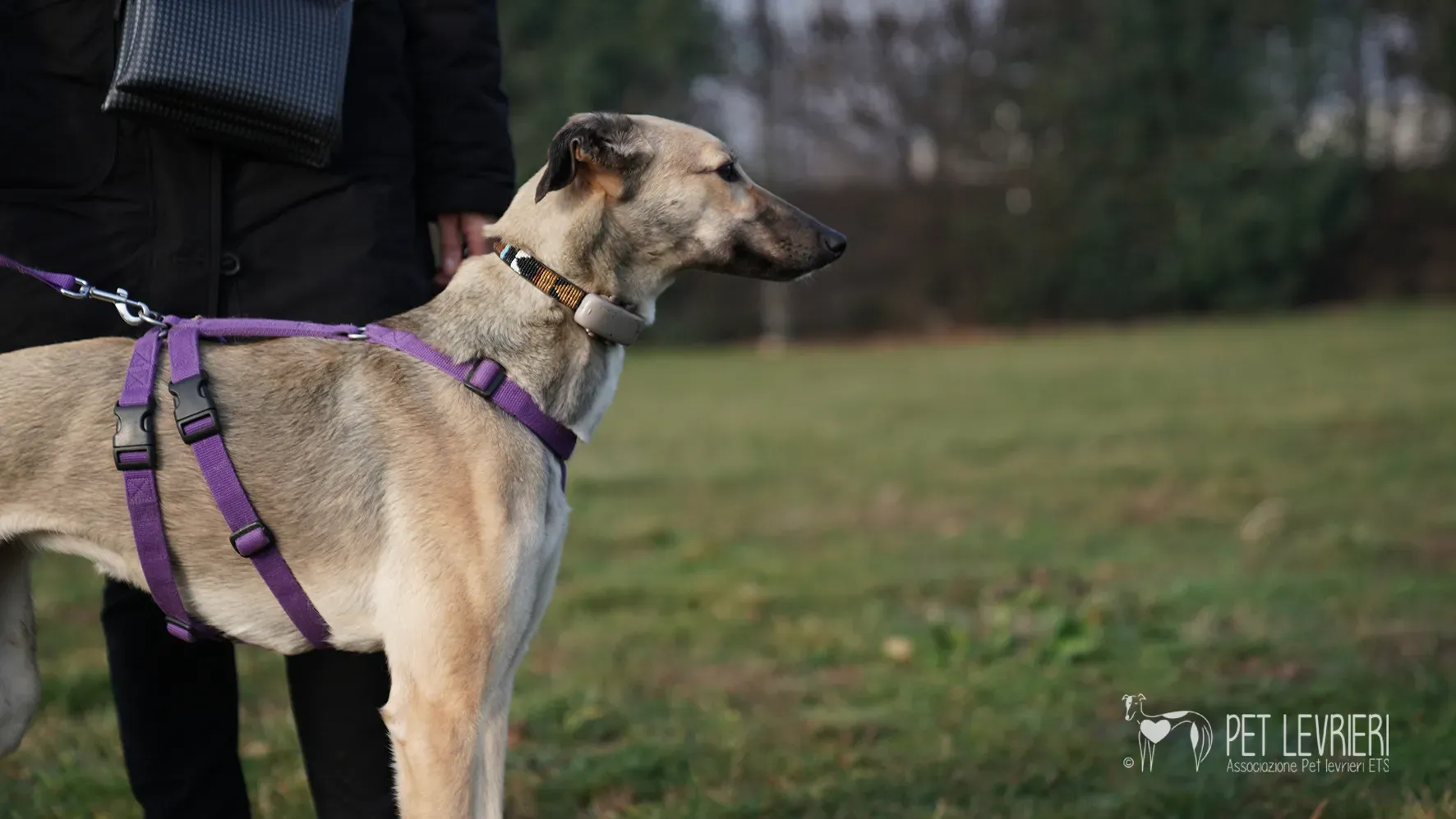 Carrie greyhound femmina adozione 17febbraio 24 47