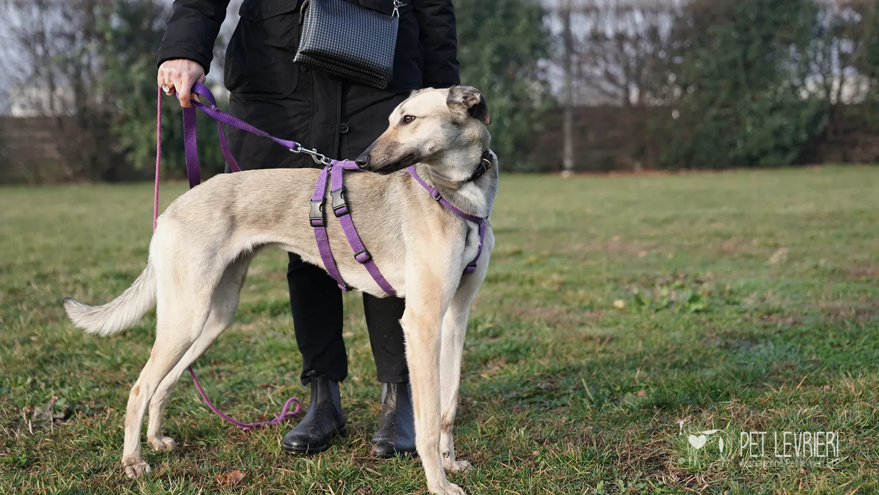 Carrie greyhound femmina adozione 17febbraio 24 49
