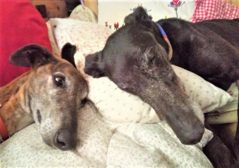 Caruso El Cid adozione levrieri galgo 41 2