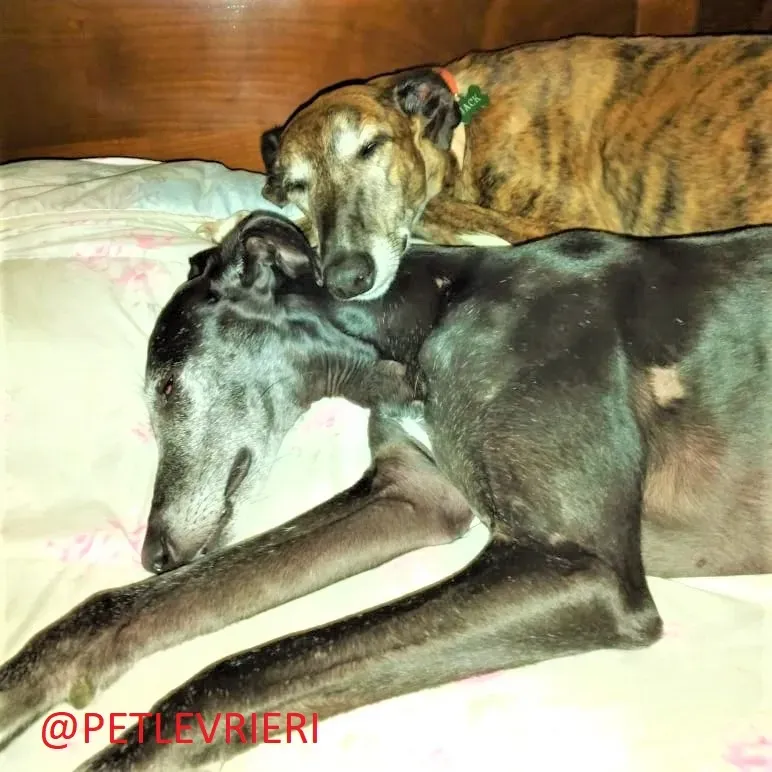 Caruso adozione levrieri galgo 20 2