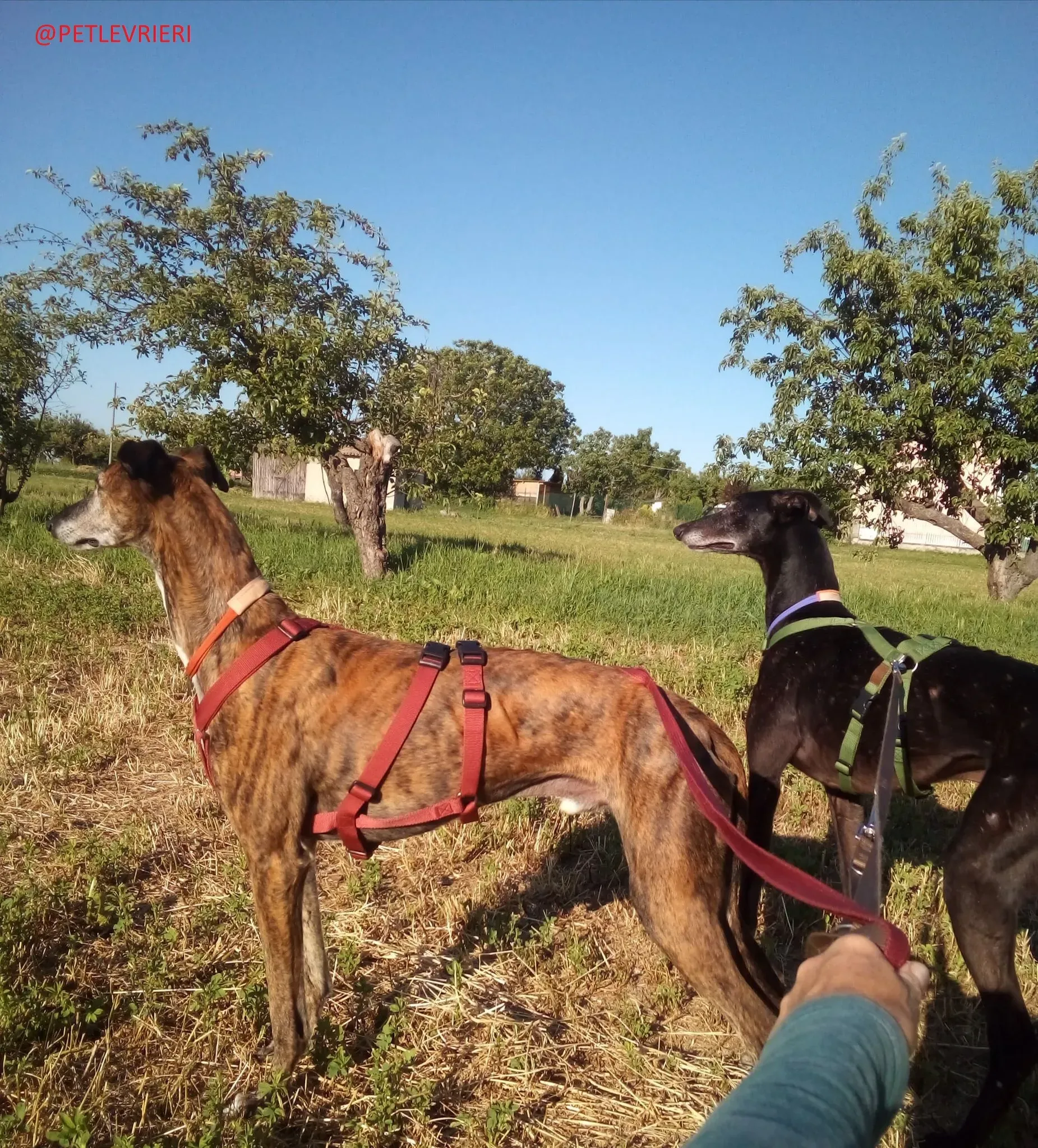 Caruso adozione levrieri galgo 21