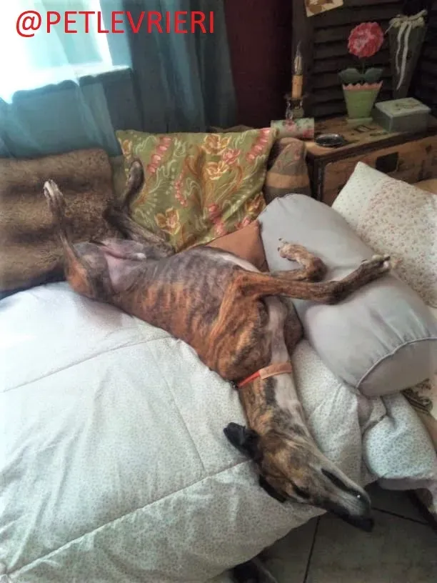 Caruso adozione levrieri galgo 22 2