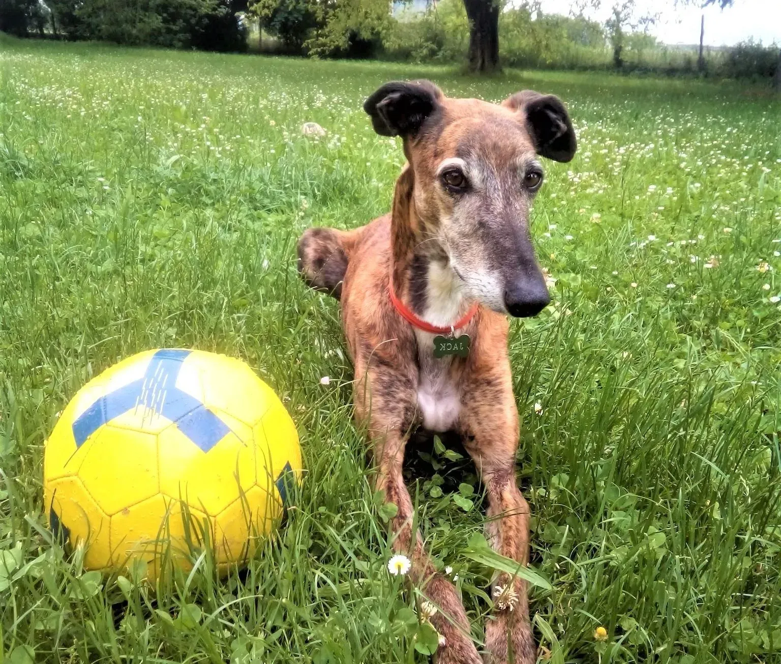 Caruso adozione levrieri galgo 23 2 e1624730007159