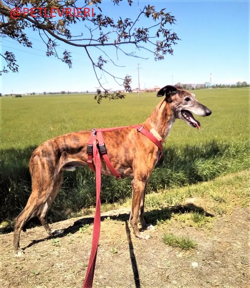 Caruso adozione levrieri galgo 24 2