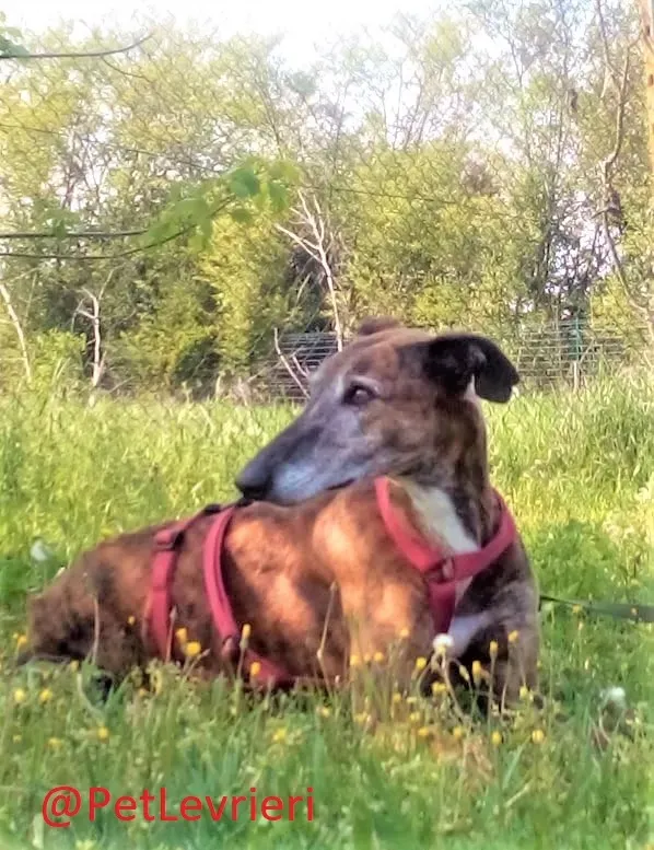Caruso adozione levrieri galgo 30