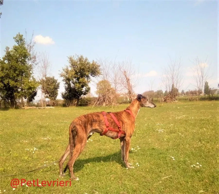 Caruso adozione levrieri galgo 31