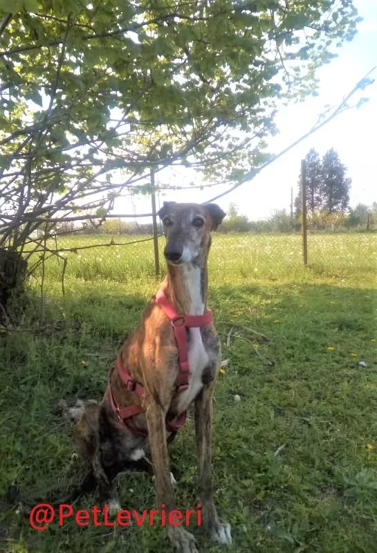 Caruso adozione levrieri galgo 32
