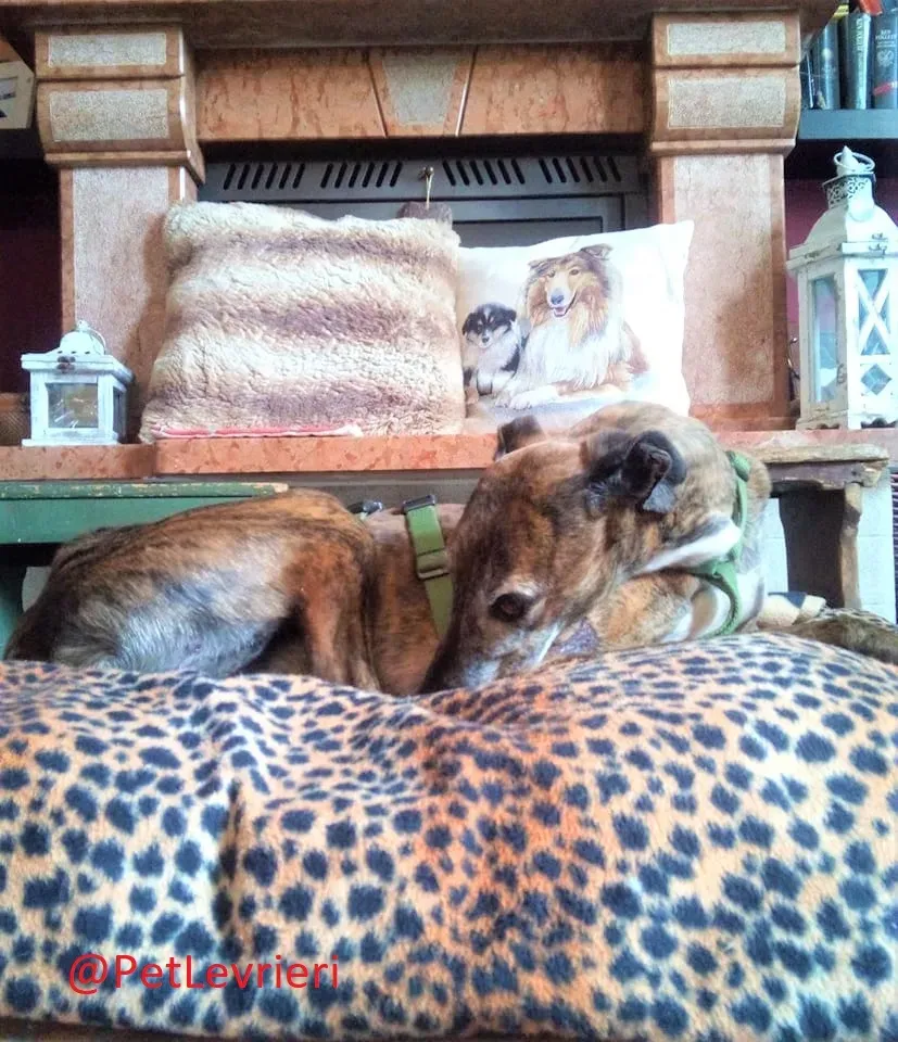 Caruso adozione levrieri galgo 33