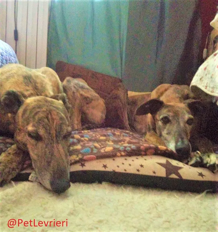 Caruso adozione levrieri galgo 34