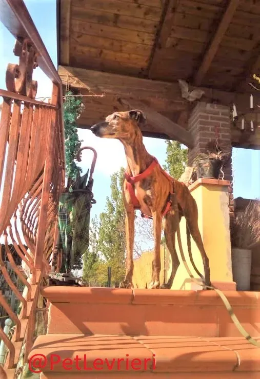 Caruso adozione levrieri galgo 35