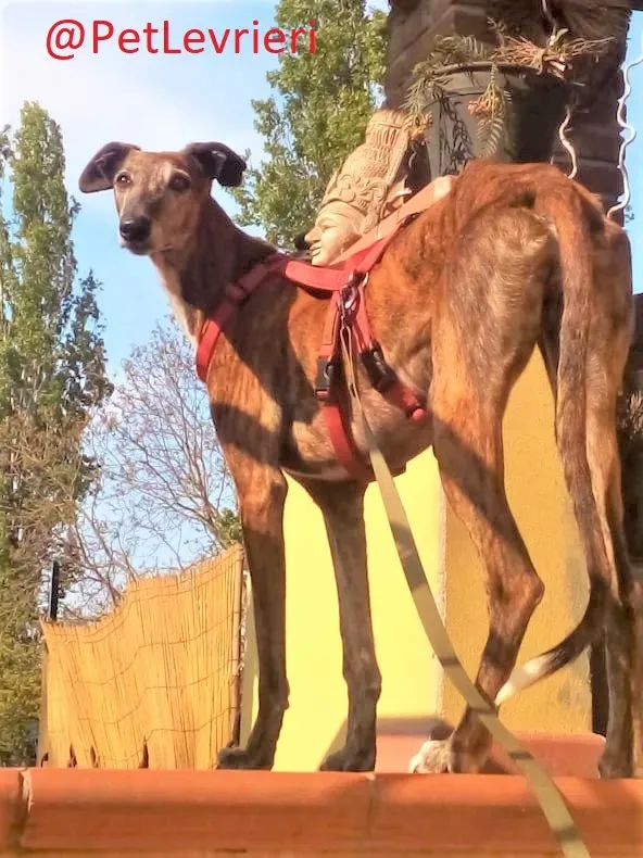 Caruso adozione levrieri galgo 36