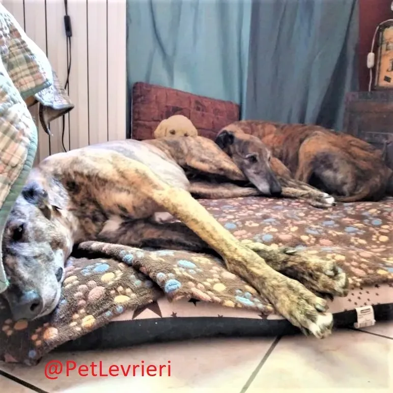 Caruso adozione levrieri galgo 37