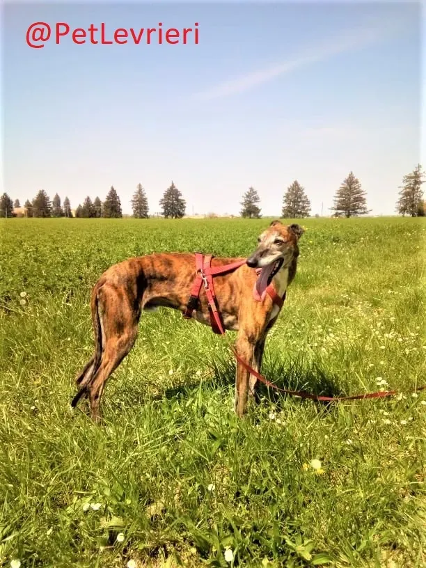 Caruso adozione levrieri galgo 38
