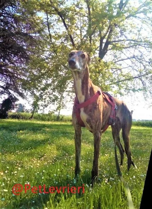 Caruso adozione levrieri galgo 39