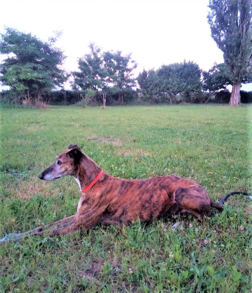 Caruso adozione levrieri galgo 40 2