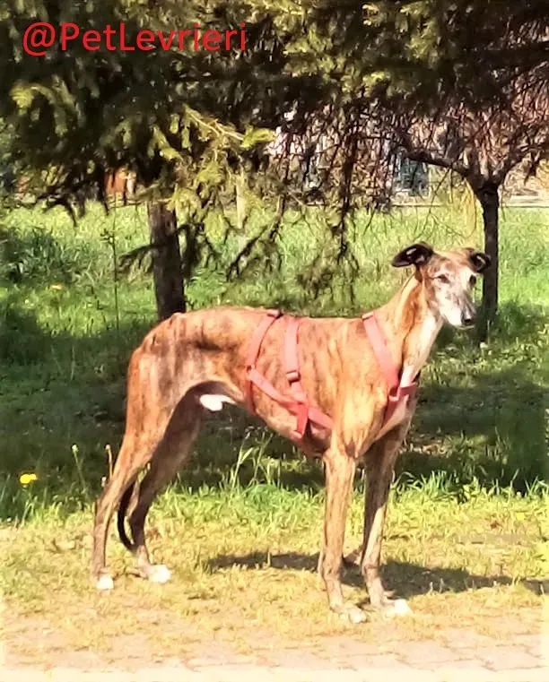 Caruso adozione levrieri galgo 40