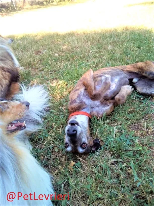 Caruso adozione levrieri galgo 41 2