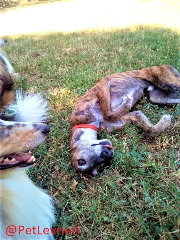 Caruso adozione levrieri galgo 42 2